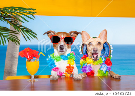 drunk cocktail dogs 35435722