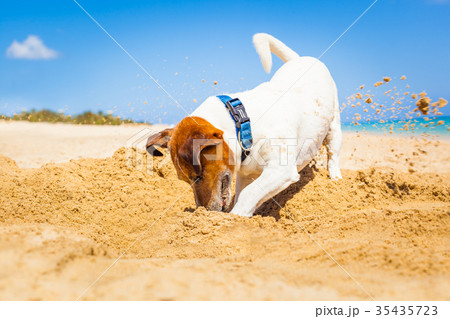 dog digging a hole 35435723