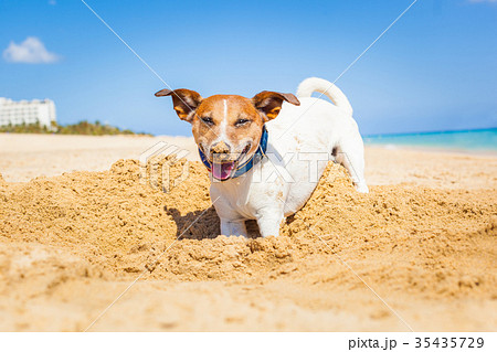 dog digging a hole 35435729