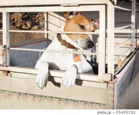 dog in shelter cage 35435732