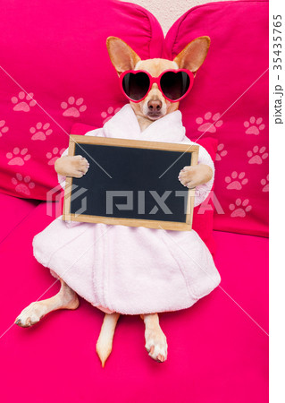 dog spa wellness 35435765