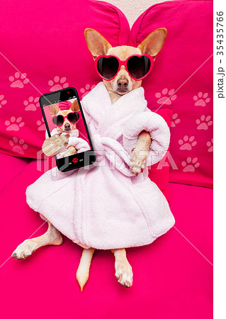 dog selfie wellness spa 35435766
