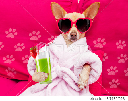 dog spa wellness dog spa wellness 35435768