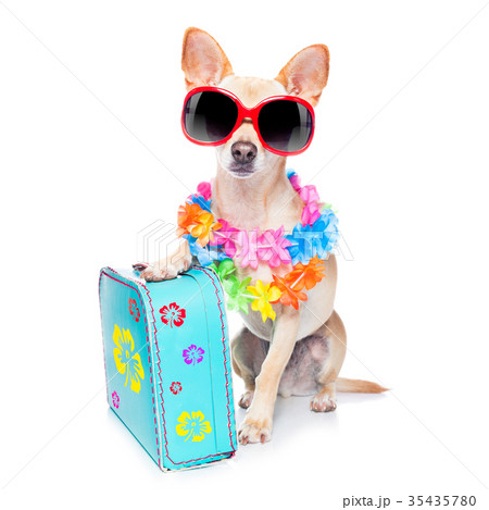 dog summer holidays dog summer holidays 35435780