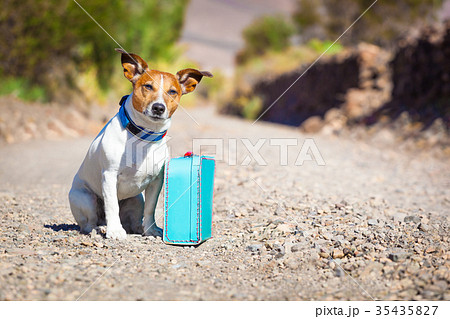 abandoned and lost dog 35435827
