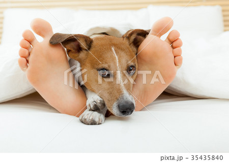 dog and owner in bed 35435840
