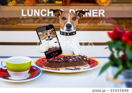 dog eating cake and tea at resataurant selfie dog eating cake and tea at resataurant selfie 35435846