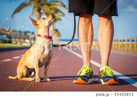 Dog and owner walking 35435853