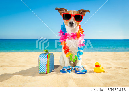 tourist dog at the beach tourist dog at the beach 35435858