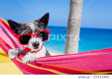 dog summer hammock dog summer hammock 35435869