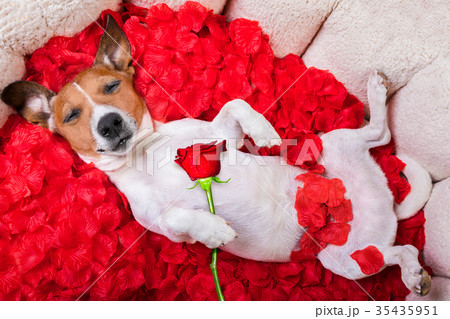 dog love rose valentines 35435951