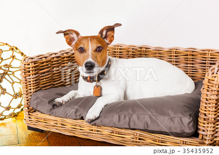 dog relaxing in his bed place 35435952