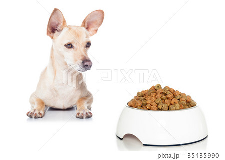 hungry dog with bowl 35435990