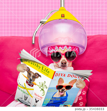 dog spa wellness dog spa wellness 35436033