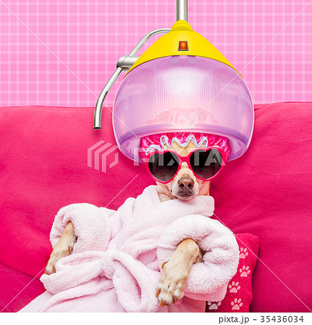 dog spa wellness dog spa wellness 35436034