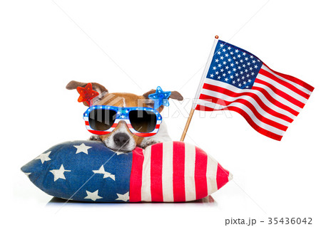 fourth of july independence day dog 35436042