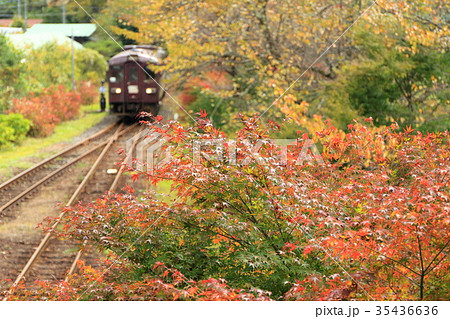 わたらせ渓谷鐵道・沢入駅「紅葉した木々の隙間から」 35436636