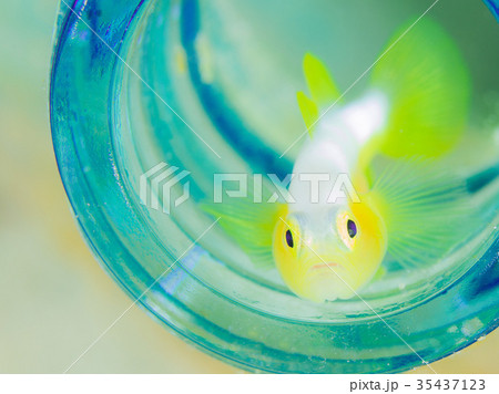 ナカモトイロワケハゼ 35437123