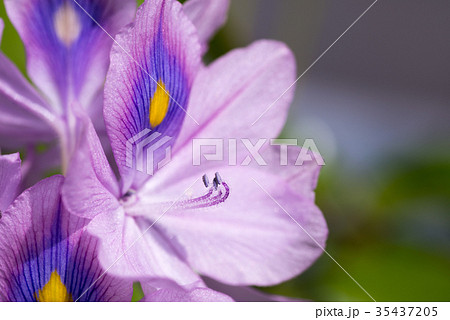 ホテイ草の花2017 35437205