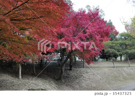 紅葉、いろは紅葉＠光明池緑地、和泉市 35437325
