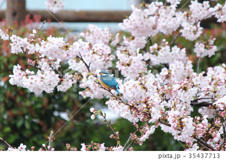 カワセミ＆満開の桜 35437713