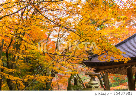 鰐淵寺紅葉 35437903