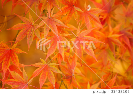 紅葉 35438105