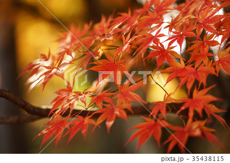 紅葉 35438115