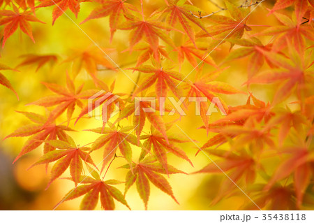 紅葉 紅葉 35438118