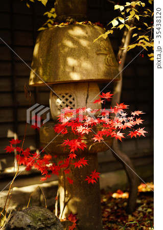 紅葉 35438120