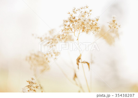 秋の花 秋の花 35438207