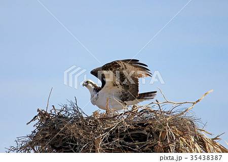 Osprey, Pandion haliaetus, bird, Baja California Osprey, Pandion haliaetus, bird, Baja California 35438387