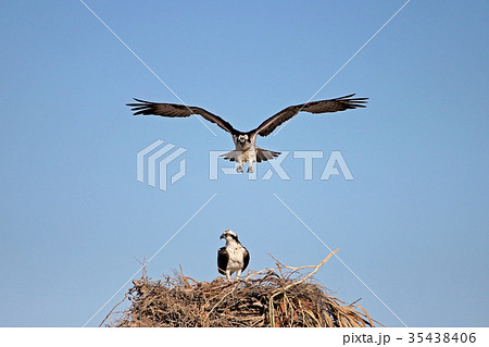 Osprey, Pandion haliaetus, bird, Baja California Osprey, Pandion haliaetus, bird, Baja California 35438406