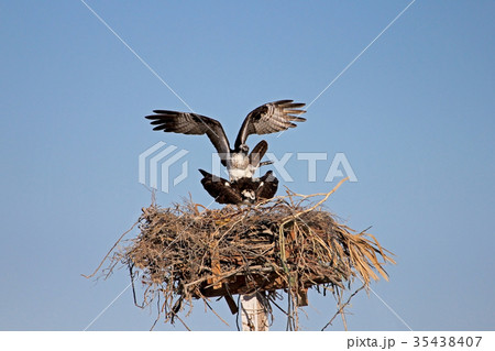 Osprey, Pandion haliaetus, bird, Baja California 35438407