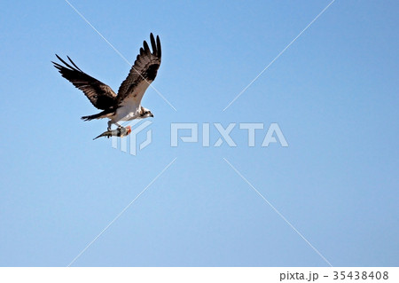 Osprey, Pandion haliaetus, bird, Baja California 35438408