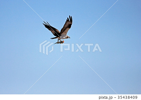 Osprey, Pandion haliaetus, bird, Baja California 35438409