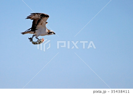 Osprey, Pandion haliaetus, bird, Baja California 35438411