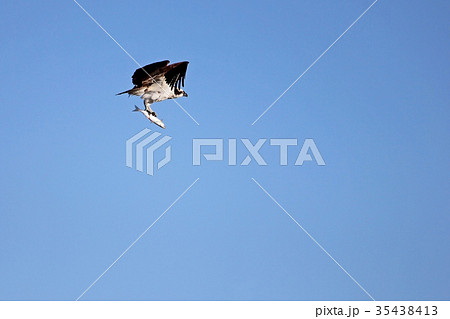 Osprey, Pandion haliaetus, bird, Baja California 35438413
