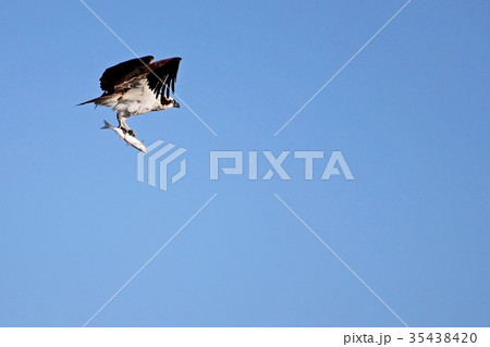 Osprey, Pandion haliaetus, bird, Baja California 35438420