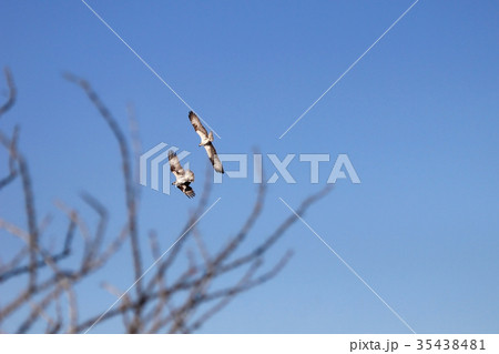 Osprey, Pandion haliaetus, bird, Baja California 35438481