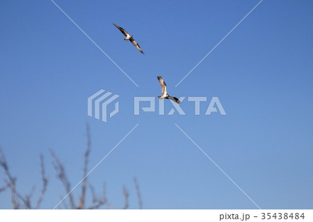 Osprey, Pandion haliaetus, bird, Baja California Osprey, Pandion haliaetus, bird, Baja California 35438484