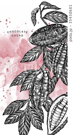 Chocolate Cocoa beans vector illustration 35438681