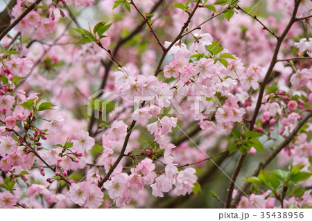 桜(アーコレード) 桜(アーコレード) 35438956