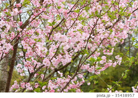 桜（アーコレード） 35438957