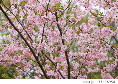 桜(アーコレード) 桜(アーコレード) 35438958