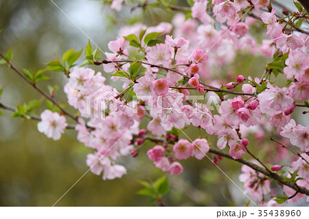 桜（アーコレード） 35438960