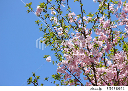 桜（アーコレード） 35438961