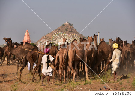 インドのラジャスタン州　プシュカルのラクダ祭　ラクダの群れとラクダを移動させるラクダ使いの男性 35439200