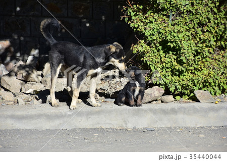 インドのスピティ谷 タボ村の野良犬の親子 子犬にキスをする親犬の写真素材