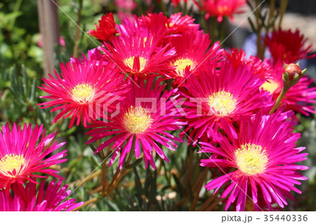 マツバギク マツバギク 35440336